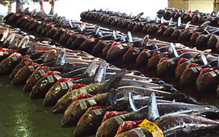 気仙沼漁業再生支援